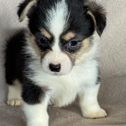 King - Black and tan male Pembroke Welsh Corgi puppy in Huntington Beach, California from Gingerbread