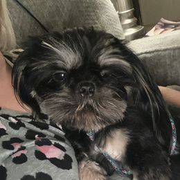Sarge - Shih Tzu