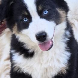 Remi - Black tri-color female Australian Shepherd puppy in Bastrop, Texas from Triple J Aussie Ranch