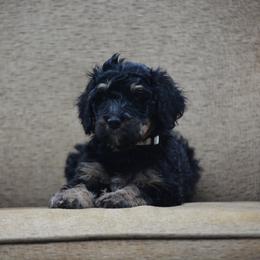 White Collar - Phantom female Bernedoodle puppy in Scottsboro, Alabama from Dixie Land Doodles
