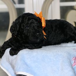 Orange ( black male) - Black male Australian Labradoodle puppy in Milton, North Carolina from Good Day Doodles