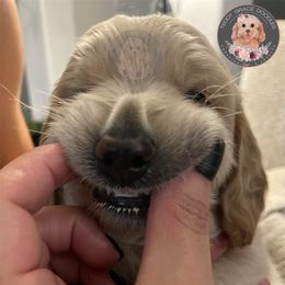 Goldendoodle Puppies from Teddy Grace Doodles