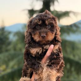 Everly - Brown female Cavapoo puppy in Bellingham, Washington from My Sweet Poodles and Doodles