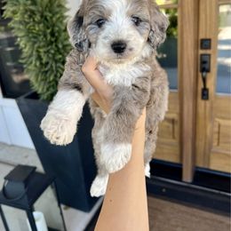 Calgary - Merle male Bernedoodle puppy in Yuba City, California from Ranch House Doodles