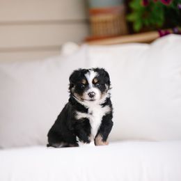 Ross - Black tri male Miniature Australian Shepherd puppy in Pocatello, Idaho from R Heart Mini Aussies