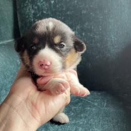 Pembroke Welsh Corgi Puppies from Mill Rock Farms