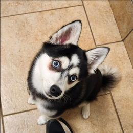 Ember - Alaskan Klee Kai