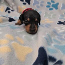 Orange - Black and tan female Dachshund puppy in Mulberry, Florida from J's Mini Dachshunds