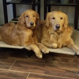 Maisie - Golden Retriever