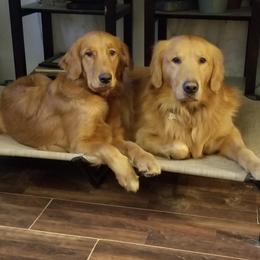 Maisie - Golden Retriever