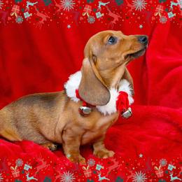 Dachshund Puppies from Army of Dachshunds