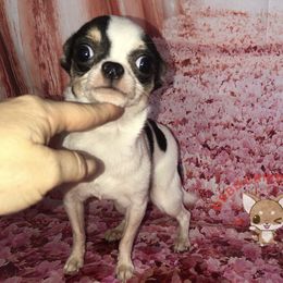 Wonder - Chihuahua