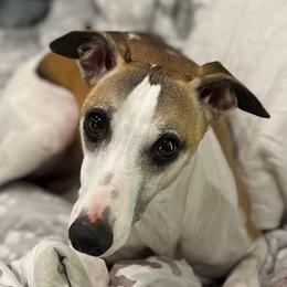 Hula - Whippet