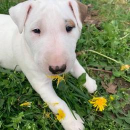 Bull Terrier Puppies from Lynn Hill Bull Terriers