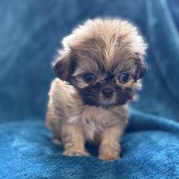 AKC Cobbler - Sable male Shih Tzu puppy in Paintsville, Kentucky from Molly B's ShihTzus