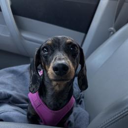 Dachshund puppies from Rosey Dachshund