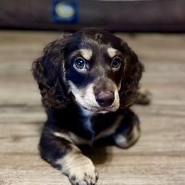 Dachshund All Grown Up from Sarah Linsenmeyer