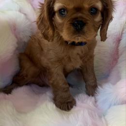 River Stone - Ruby male Cavalier King Charles Spaniel puppy in Ridgeville, South Carolina from Misty Meadow Cavaliers
