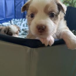 Toy Australian Shepherd Puppies from Pleasant Grove Aussies