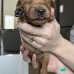 Golden Retriever Puppies from Roepke Golden Retrievers