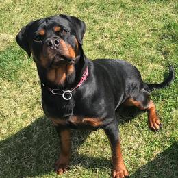 Rottweilers from Legacy Rottweilers