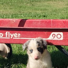 Border Collie Puppies from Bond Border Collies