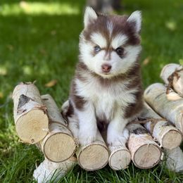 Lancelot - Red and white male Pomsky puppy in Wausau, Wisconsin from Arctic Star Pomskies