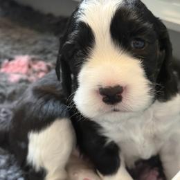 Wells - Black and white male English Springer Spaniel puppy in Crystal,, Minnesota from Everlark English Springer Spaniels