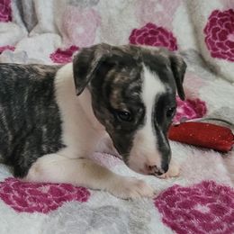 Sake - Black brindle Whippet puppy in Port Richey, Florida from Highlander Whippets