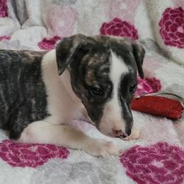 Sake - Black brindle Whippet puppy in Port Richey, Florida from Highlander Whippets