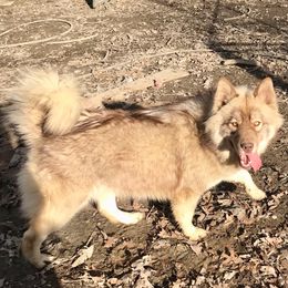 Lola - Siberian Husky