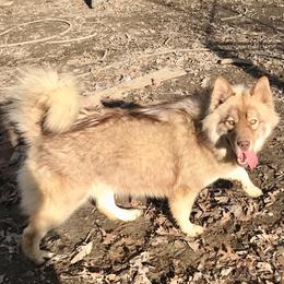 Lola - Siberian Husky