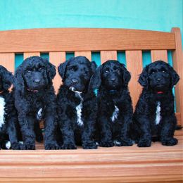 Goldendoodle Puppies from Warren Doodles