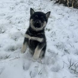 Skeleton - Black tan and white female Siberian Husky puppy in Canton, Ohio from Bleu Skies Siberian Huskies