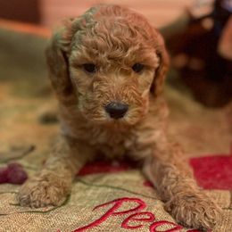 George - Apricot male Goldendoodle puppy in Heath, Texas from Doodles Divine