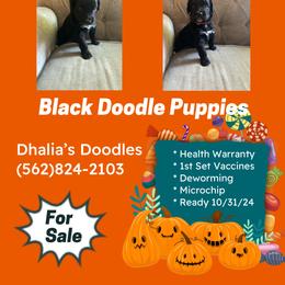 Goldendoodle Puppies from Dhalia’s Doodles