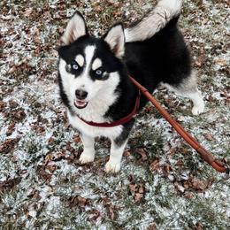 Jules - Pomsky