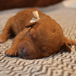 Goldendoodle Puppies from Cozy Cove Goldendoodles