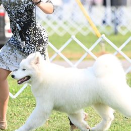 Samoyeds from Snowbright