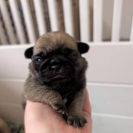 Constance - Fawn female Pug puppy in Winter Haven, Florida from Lisa's Pugalicious Pugs
