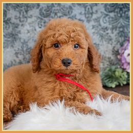Samuel - Red male Cockapoo puppy in Connersville, Indiana from Deaz Doodle Ranch