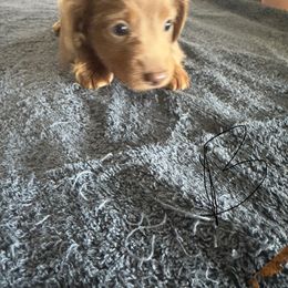 Boy 1 - Fawn (isabella) and tan male Dachshund puppy in Mount Pleasant, Texas from Swaffords Dachshund Kingdom