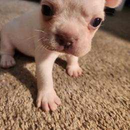 Female 1 - Cream female French Bulldog puppy in Charlotte, North Carolina from FrenchKiss Frenchies