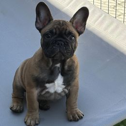 Frankie - Fawn male French Bulldog puppy in Spring Lake, Florida from Peaceful Prayers French Bulldogs