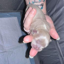 Shih Tzu Puppies from P&B Tzu Tribe