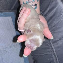 Shih Tzu Puppies from P&B Tzu Tribe