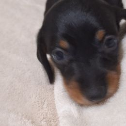 Boy 3 - Black and tan male Dachshund puppy in Liberty, North Carolina from Heavenly Doxies