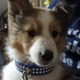 Shetland Sheepdogs from Rose Hill Farm