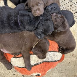 Labrador Retriever Puppies from Tag Hollow