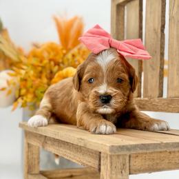 Shania - Red  female Goldendoodle puppy in Queen Creek, Arizona from Goldendoodle AZ